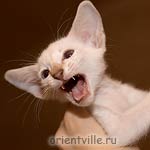Сиамский котенок