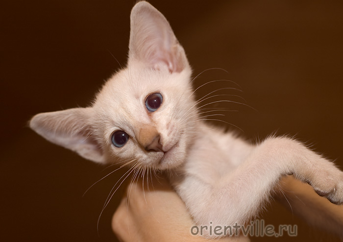 Orientville's Cap. Jack Sparrow