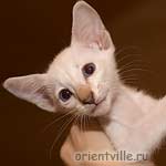 Orientville's Cap. Jack Sparrow