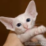 Ориентальная белая голубоглазая кошка