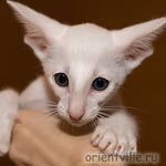 Ориентальный белый котенок