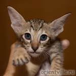 Ориентальная черепаховая кошка