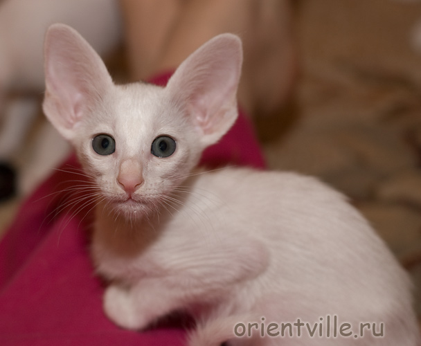 Белая зеленоглазая ориентальная кошка