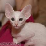 Белая зеленоглазая ориентальная кошка