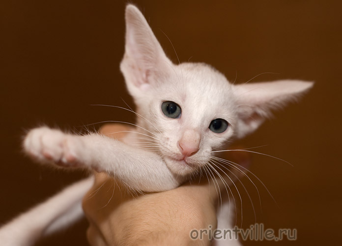 Белая зеленоглазая ориентальная кошка