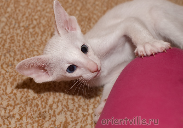 Белый разноглазый котенок