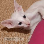 Белый разноглазый котенок