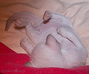 Ориентвиль'с Акуна Матата. Вот что значит 