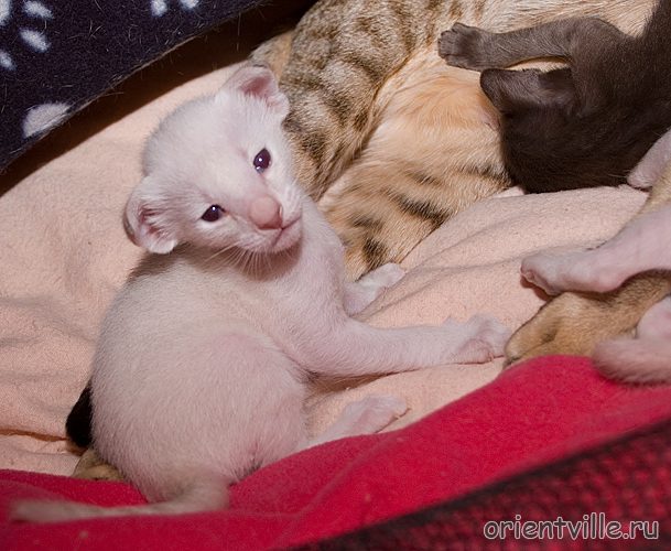 Ориентвиль'с Акела. Вожак в поисках еды