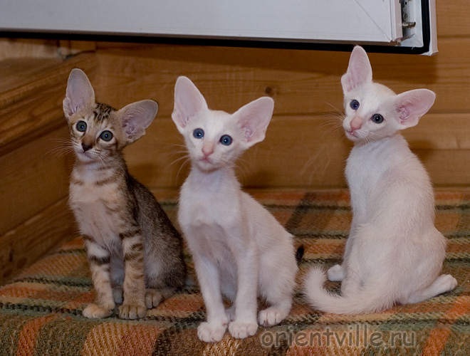 Братик и сестрички