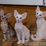 Братик и сестрички