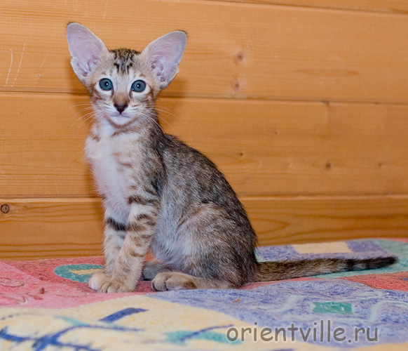 ориентальная черепаховая кошка. Diva