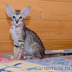 ориентальная черепаховая кошка. Diva
