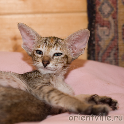 ориентальная черепаховая кошка. Dylan