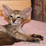 ориентальная черепаховая кошка. Dylan