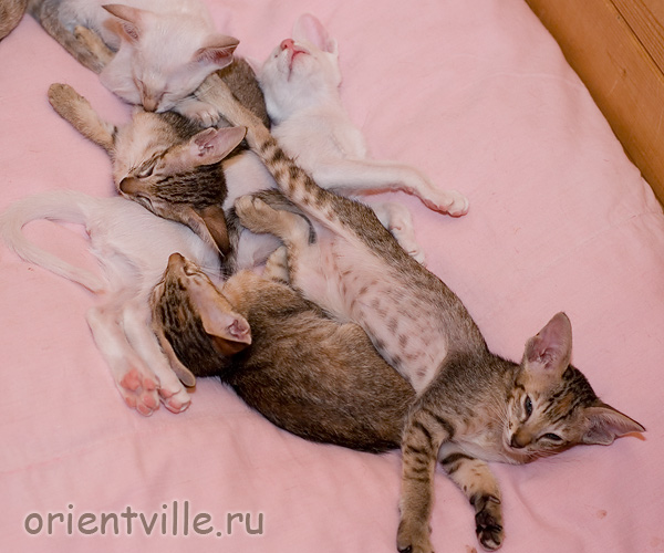 Ориентальные и сиамские котята