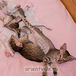 Ориентальные и сиамские котята