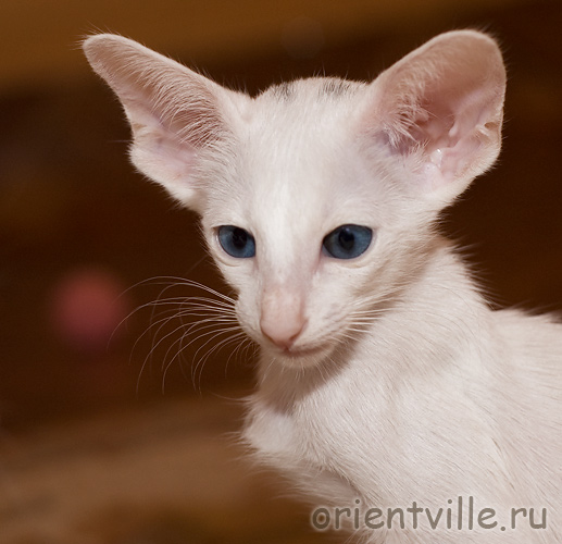 ориентальная белая кошка