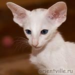 ориентальная белая кошка