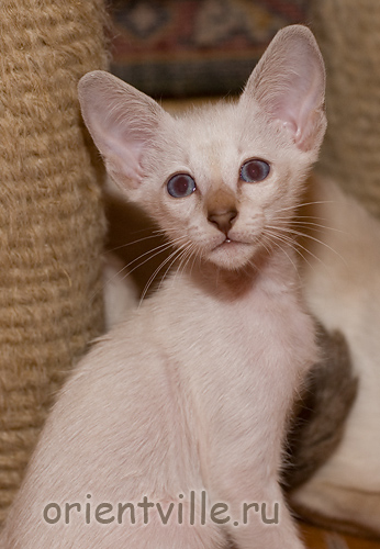 Сиамский котенок. Воробей