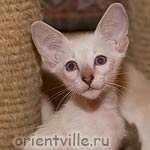 Orientville's Cap. Jack Sparrow