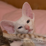 Белый разноглазый котенок. Дункан