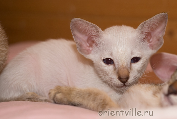 Сиамский котенок. Барбосса