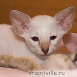 Сиамский котенок