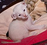 Ориентвиль'с Акела. Вожак в поисках еды