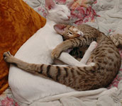 Ориентальная любовь. Сон