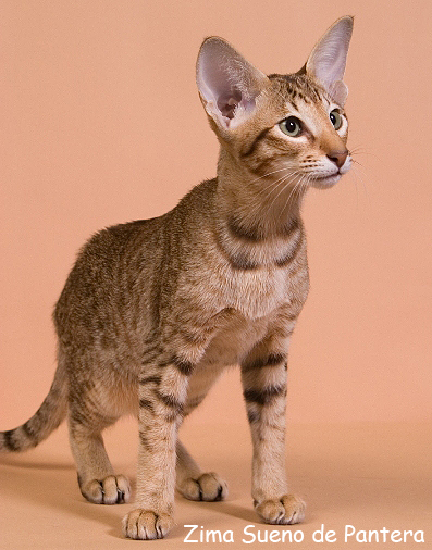 Zima Sueno de Pantera. 3 month