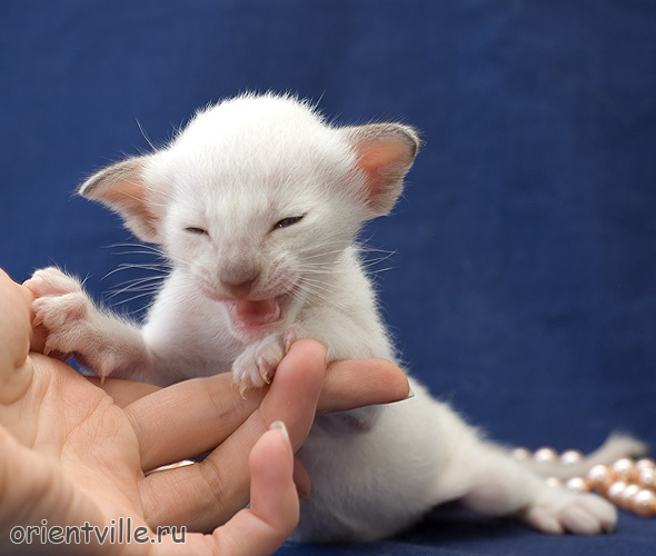 Ориентвиль'с Астерикс. 3 недели