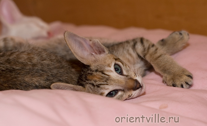 ориентальная черепаховая кошка. Dylan