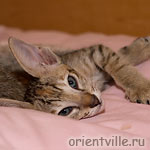 ориентальная черепаховая кошка. Dylan