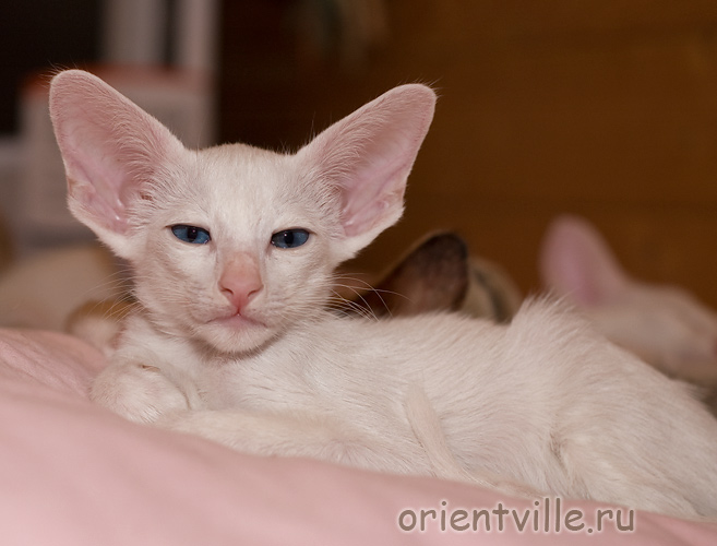 Ориентальная белая кошка. Кобра
