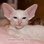 Ориентальная белая кошка. Кобра