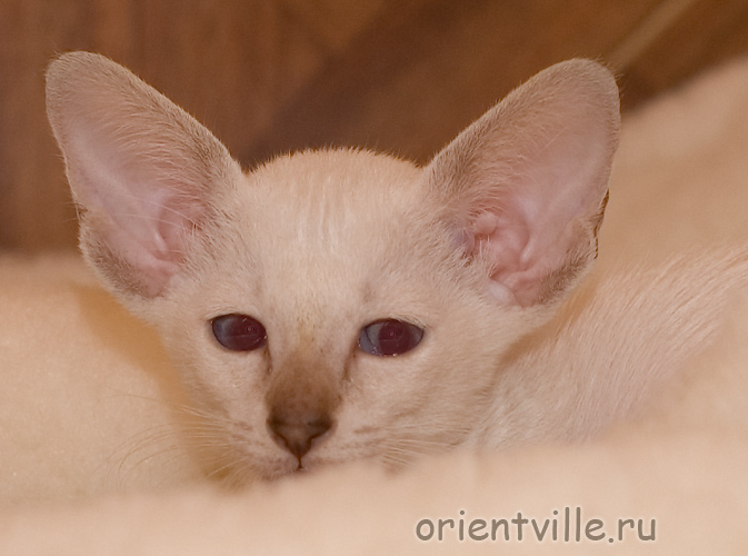 Сиамский котенок. Фенька