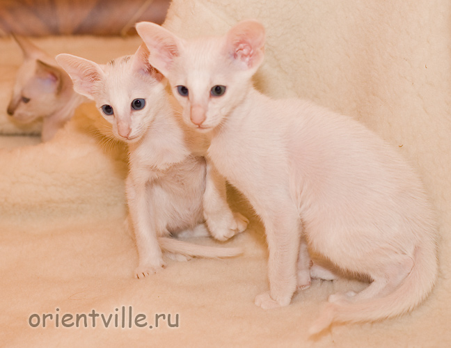 Ориентальные белые котята