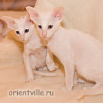 Ориентальные белые котята