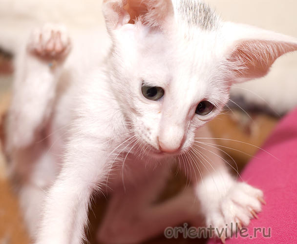 Ориентальная белая кошка. Риша
