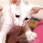 Ориентальная белая кошка. Риша