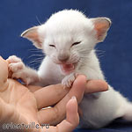 Ориентвиль'с Астерикс. 3 недели