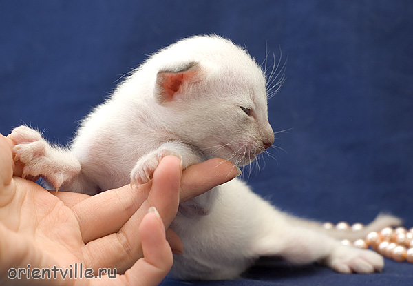 Ориентвиль'с Астерикс. 3 недели