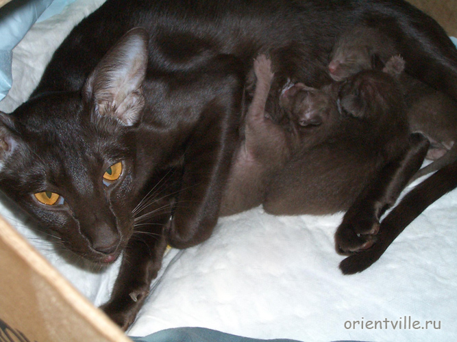 Ориентальные котята с мамой