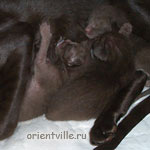 Ориентальные котята с мамой