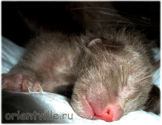 Ориентальный котёнок