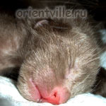 Ориентальный котёнок