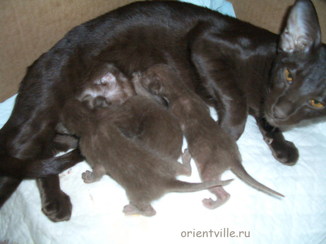 Ориентальные котята, гавана
