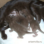 Ориентальные котята, гавана