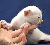 Ориентвиль'с Астерикс. 3 недели